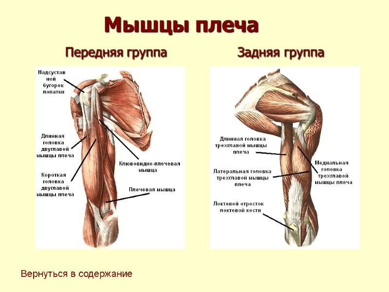 Мышцы плеча Передняя группа          